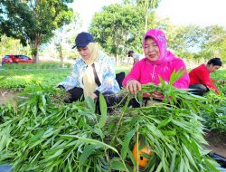 Pj Ketua TP PKK Safriati Layani Langsung Pembeli Hasil Panen Kebun PKK Cikar
