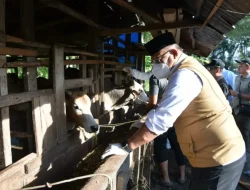 Pj Gubernur Safrizal Minta Peternak Lapor Jika Ternak Terindikasi PMK